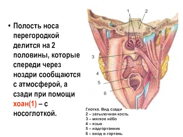 Полость носа перегородкой делится на 2 половины, которые спереди через