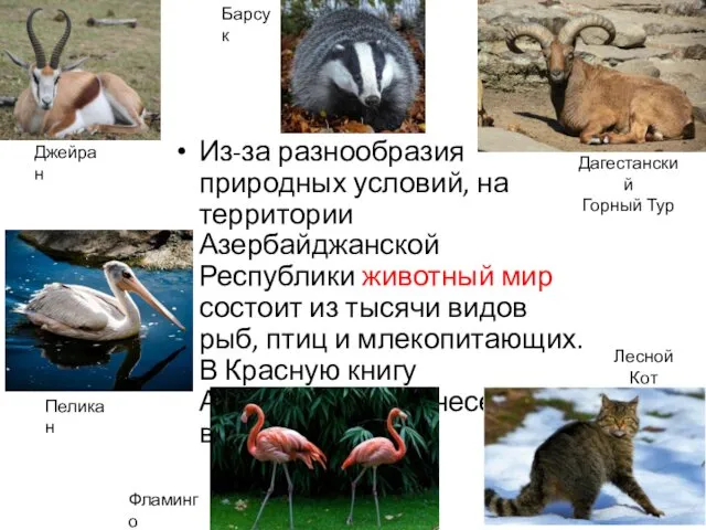 Из-за разнообразия природных условий, на территории Азербайджанской Республики животный мир состоит из тысячи