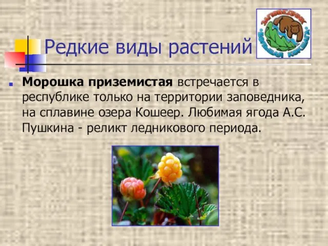 Редкие виды растений Морошка приземистая встречается в республике только на