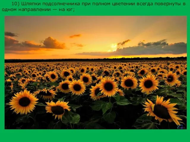 10) Шляпки подсолнечника при полном цветении всегда повернуты в одном направлении — на юг;