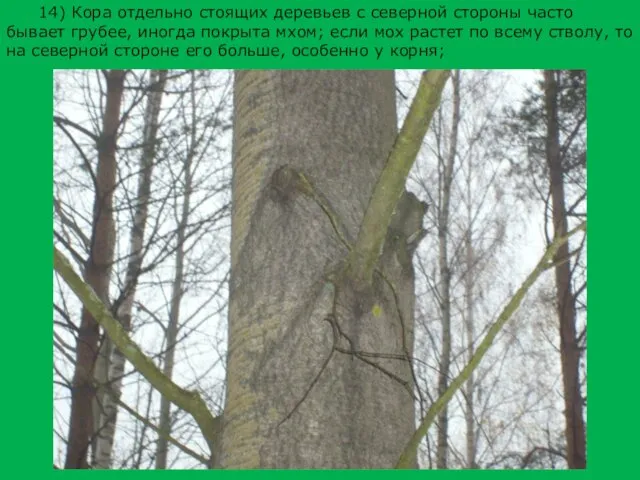 14) Кора отдельно стоящих деревьев с северной стороны часто бывает