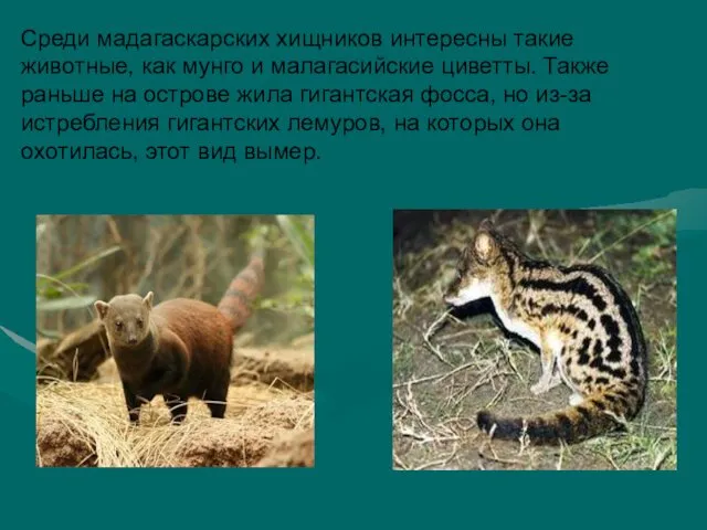 Среди мадагаскарских хищников интересны такие животные, как мунго и малагасийские