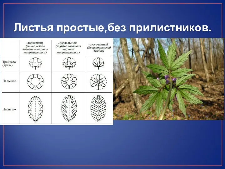 Листья простые,без прилистников.