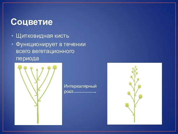 Соцветие Щитковидная кисть Функционирует в течении всего вегетационного периода Интеркалярный рост