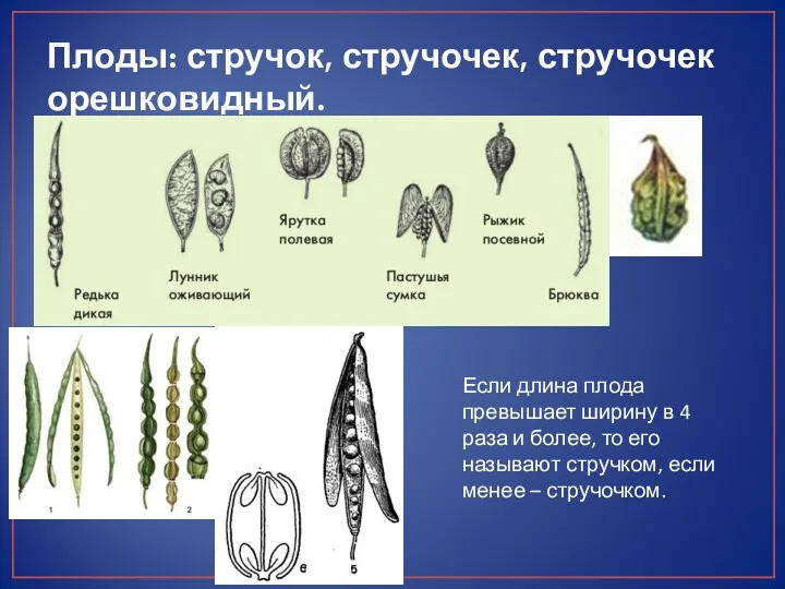 Плоды: стручок, стручочек, стручочек орешковидный. Если длина плода превышает ширину