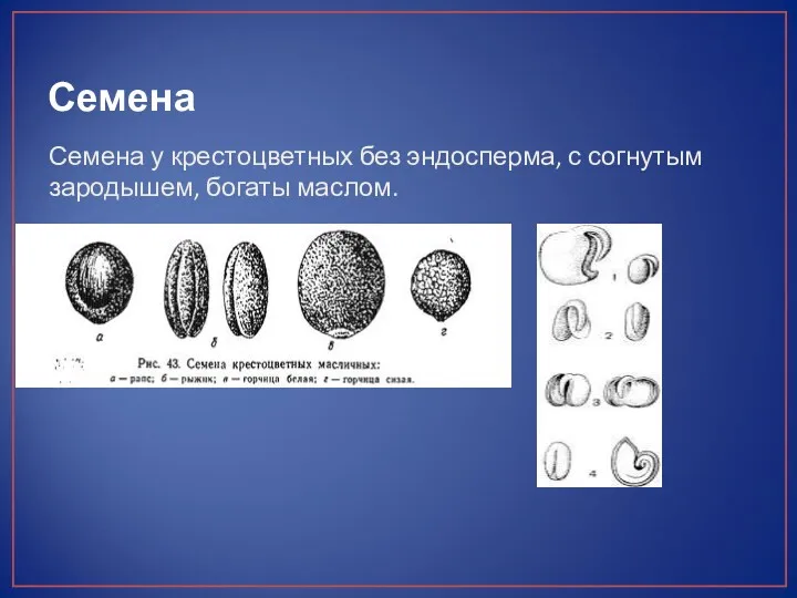 Семена Семена у крестоцветных без эндосперма, с согнутым зародышем, богаты маслом.