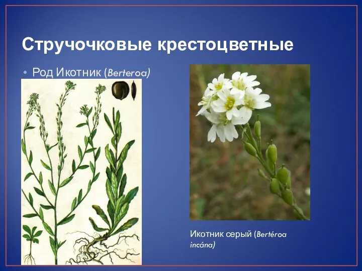 Стручочковые крестоцветные Род Икотник (Berteroa) Икотник серый (Bertéroa incána)