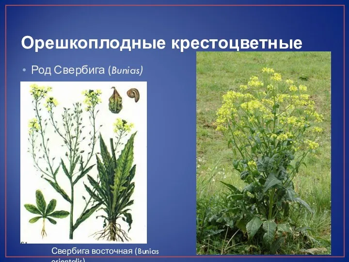 Орешкоплодные крестоцветные Род Свербига (Bunias) Свербига восточная (Bunias orientalis)