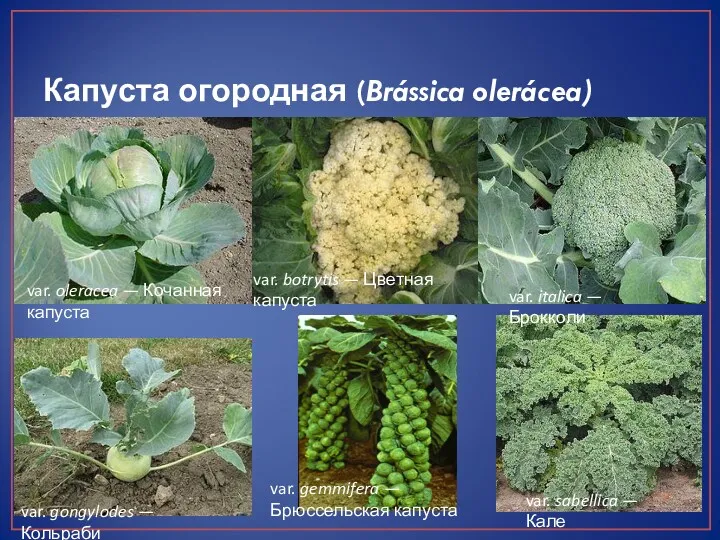 Капуста огородная (Brássica olerácea) var. oleracea — Кочанная капуста var.