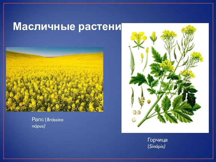 Масличные растения Горчица (Sinápis) Рапс (Brássica nápus)