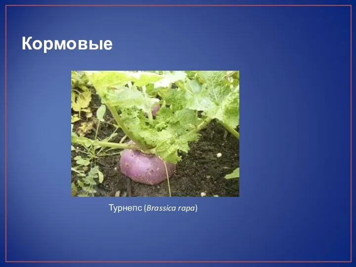 Кормовые Турнепс (Brassica rapa)