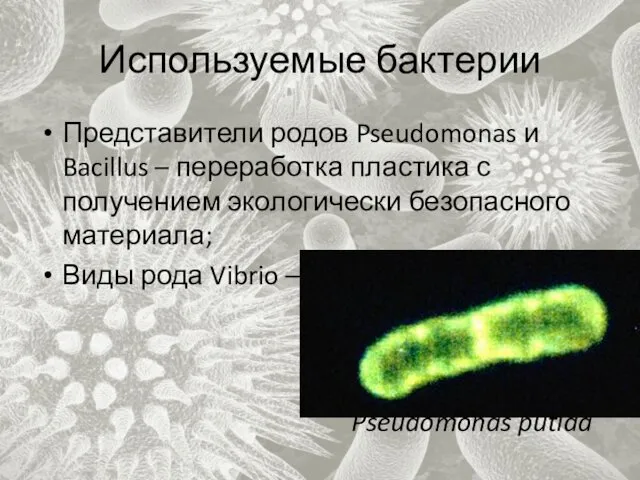 Используемые бактерии Представители родов Pseudomonas и Bacillus – переработка пластика