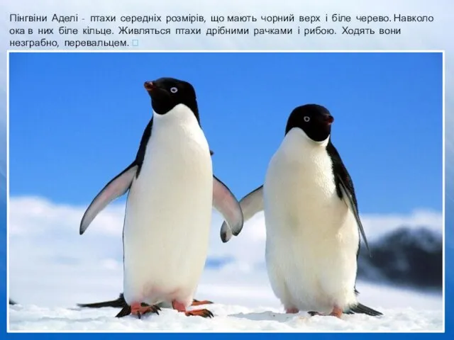 Пінгвіни Аделі - птахи середніх розмірів, що мають чорний верх