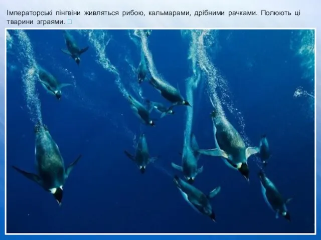 Імператорські пінгвіни живляться рибою, кальмарами, дрібними рачками. Полюють ці тварини зграями. ⮊