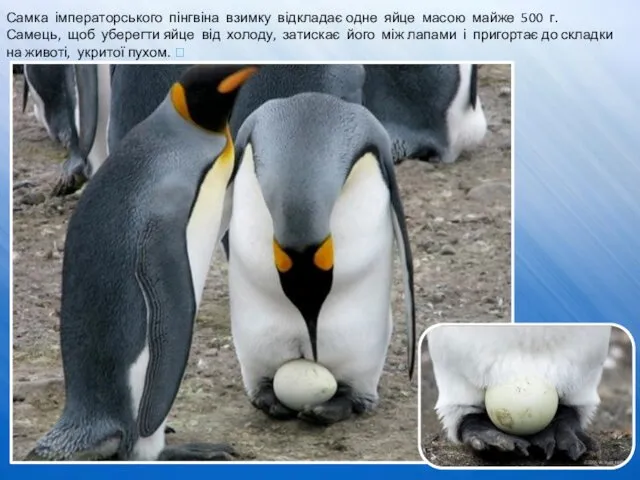 Самка імператорського пінгвіна взимку відкладає одне яйце масою майже 500