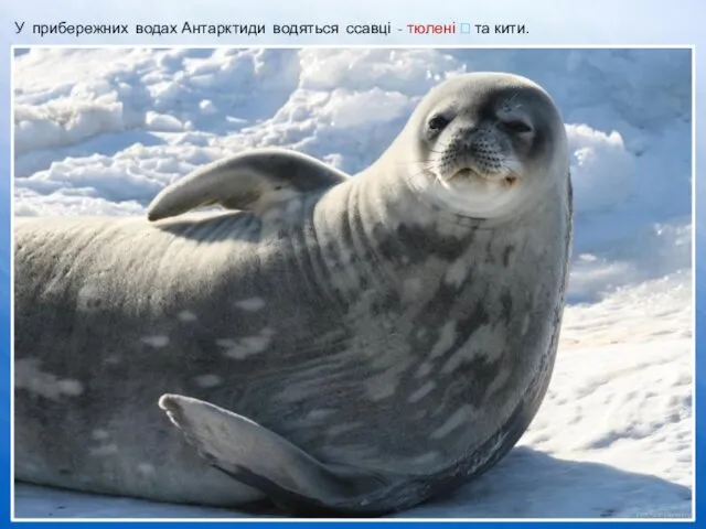 У прибережних водах Антарктиди водяться ссавці - тюлені ⮊ та кити.