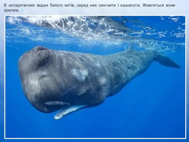 В антарктичних водах багато китів, серед них сині кити і кашалоти. Живляться вони крилем. ⮊