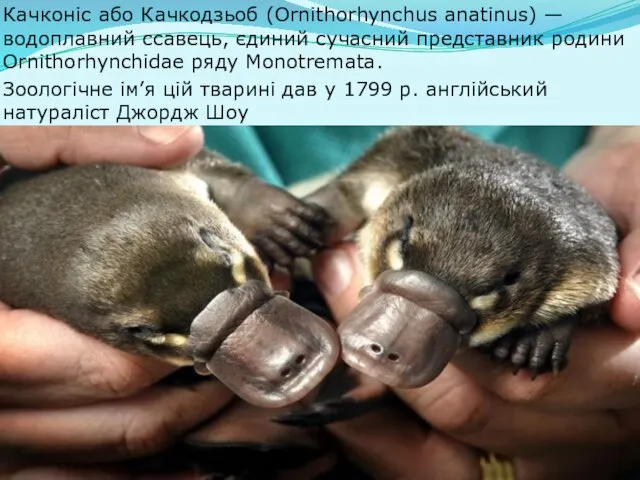 Качконіс або Качкодзьоб (Ornithorhynchus anatinus) — водоплавний ссавець, єдиний сучасний представник родини Ornithorhynchidae