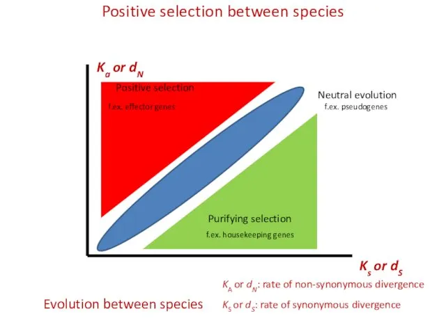 Positive selection between species Ks or dS Ka or dN