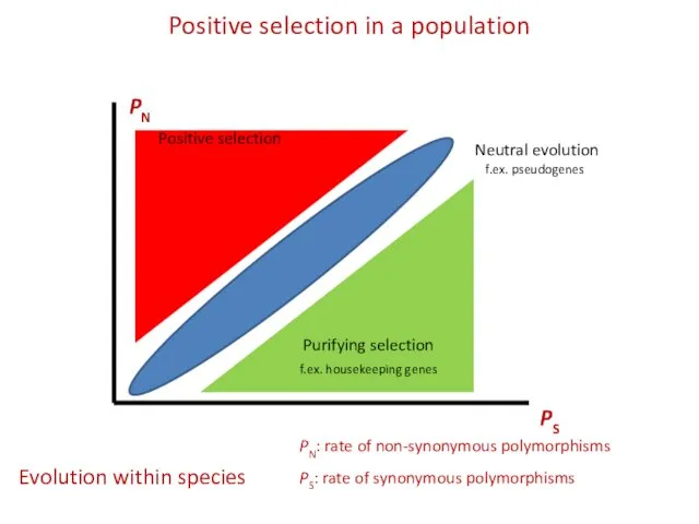 Positive selection in a population PS PN