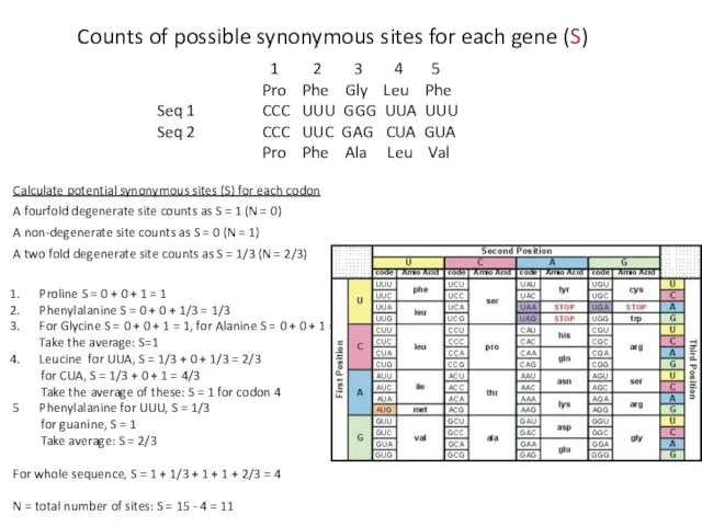 Calculate potential synonymous sites (S) for each codon A fourfold