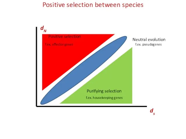 Positive selection between species ds dN
