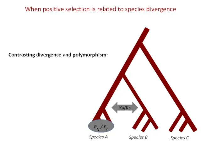 Species A Species B Species C PN / Ps When