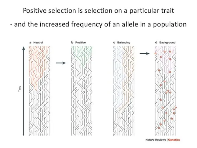Positive selection is selection on a particular trait - and