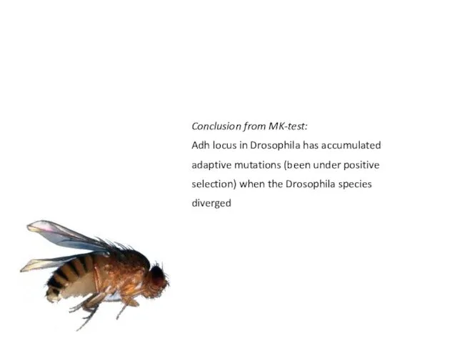 Conclusion from MK-test: Adh locus in Drosophila has accumulated adaptive