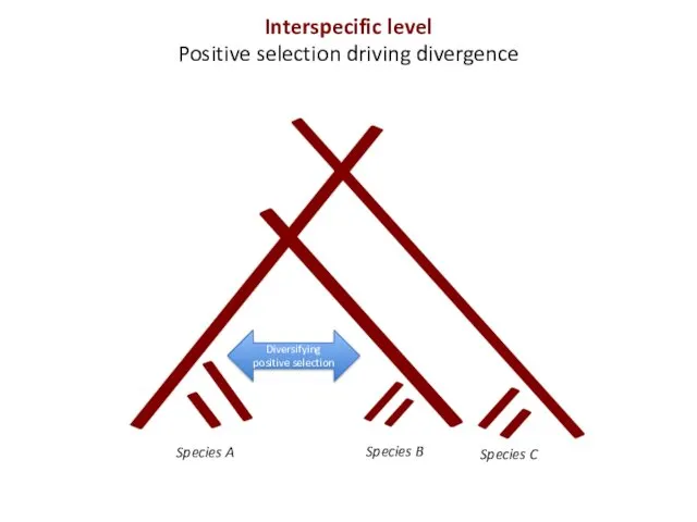 Species A Diversifying positive selection Interspecific level Positive selection driving divergence