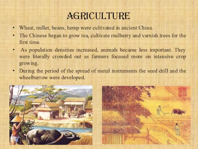 Agriculture Wheat, millet, beans, hemp were cultivated in ancient China. The Chinese began