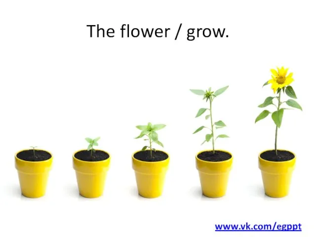 The flower / grow. www.vk.com/egppt