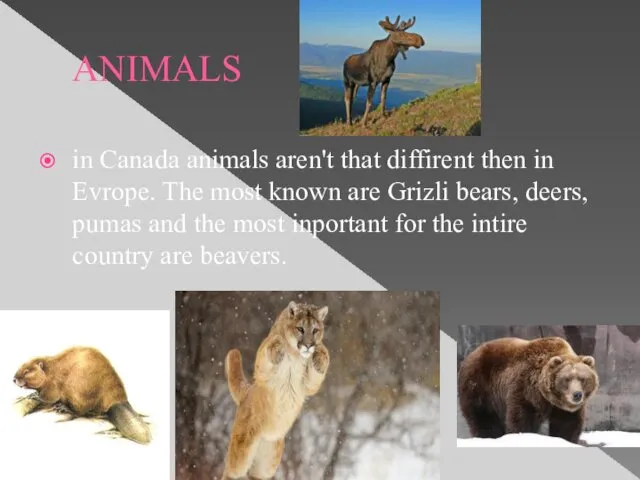 ANIMALS in Canada animals aren't that diffirent then in Evrope.