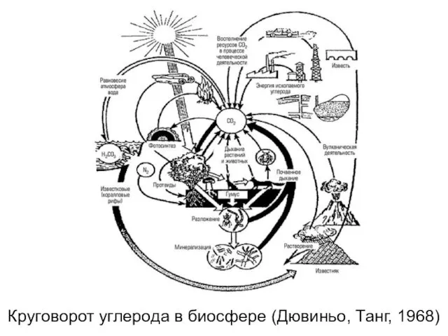 Круговорот углерода в биосфере (Дювиньо, Танг, 1968)