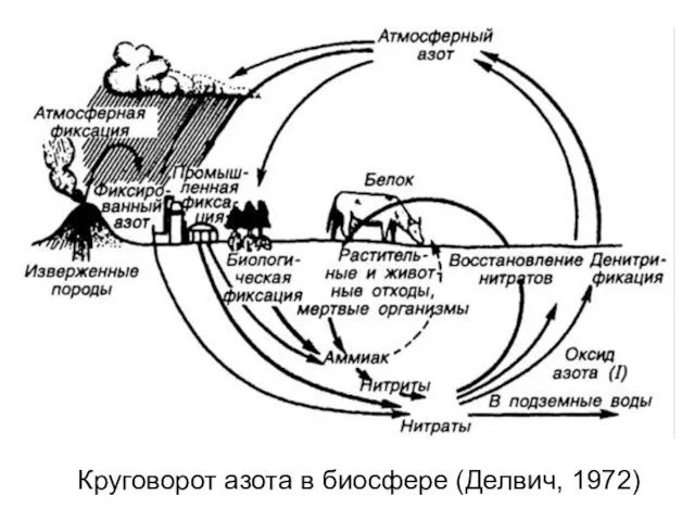 Круговорот азота в биосфере (Делвич, 1972)