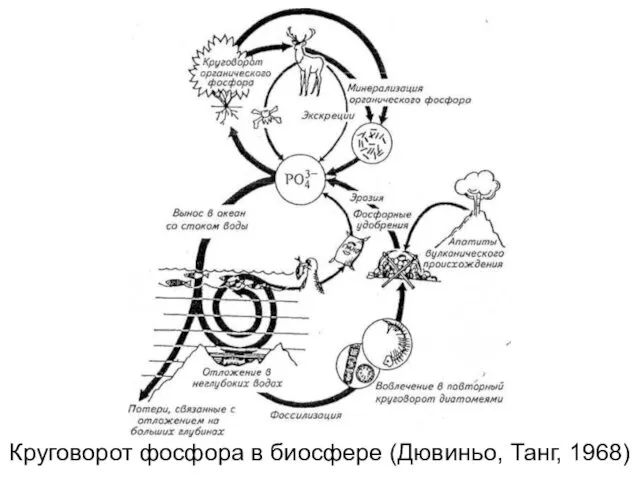 Круговорот фосфора в биосфере (Дювиньо, Танг, 1968)
