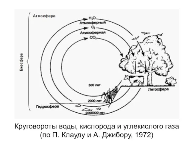 Круговороты воды, кислорода и углекислого газа (по П. Клауду и А. Джибору, 1972)