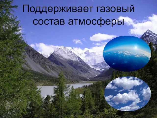 Поддерживает газовый состав атмосферы