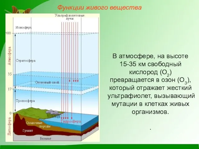 В атмосфере, на высоте 15-35 км свободный кислород (О2) превращается