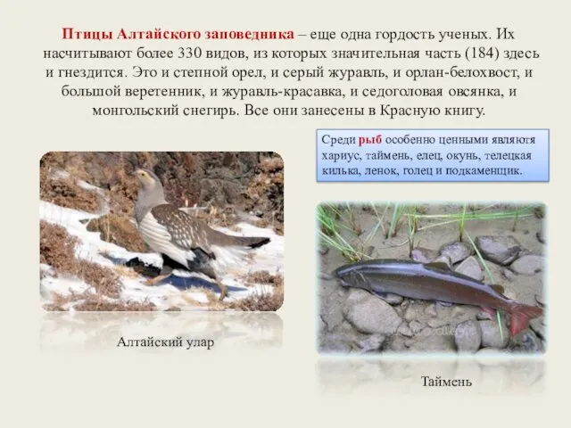 Птицы Алтайского заповедника – еще одна гордость ученых. Их насчитывают более 330 видов,
