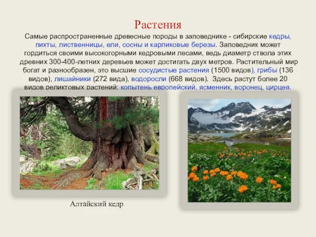 Растения Самые распространенные древесные породы в заповеднике - сибирские кедры, пихты, лиственницы, ели,
