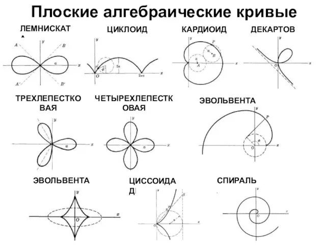 Плоские алгебраические кривые ЛЕМНИСКАТА ЦИКЛОИДА КАРДИОИДА ТРЕХЛЕПЕСТКОВАЯ РОЗА ЧЕТЫРЕХЛЕПЕСТКОВАЯ РОЗА