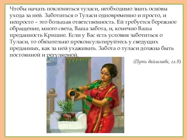 Чтобы начать поклоняться туласи, необходимо знать основы ухода за ней.