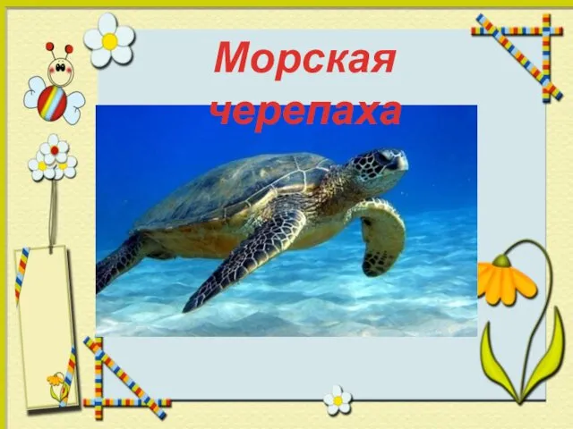 Морская черепаха