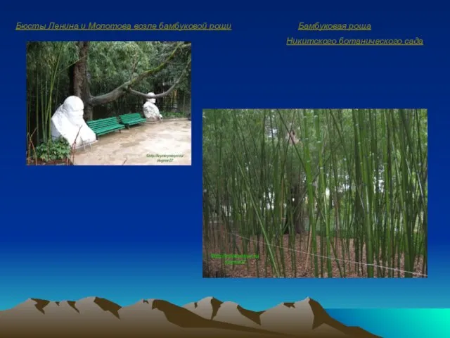 Бюсты Ленина и Молотова возле бамбуковой рощи Бамбуковая роща Никитского ботанического сада