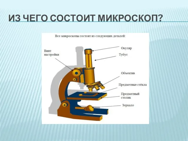 ИЗ ЧЕГО СОСТОИТ МИКРОСКОП?