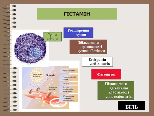 ГІСТАМІН Тучна клітина Розширення судин Збільшення проникності судинної стінки Еміграція