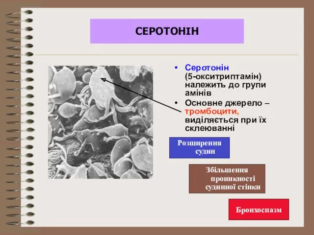 СЕРОТОНІН Серотонін (5-окситриптамін) належить до групи амінів Основне джерело –