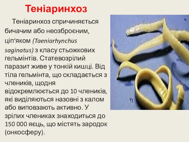 Теніаринхоз Теніаринхоз спричиняється бичачим або неозброєним, ціп‘яком (Taeniarhynchus saginatus) з