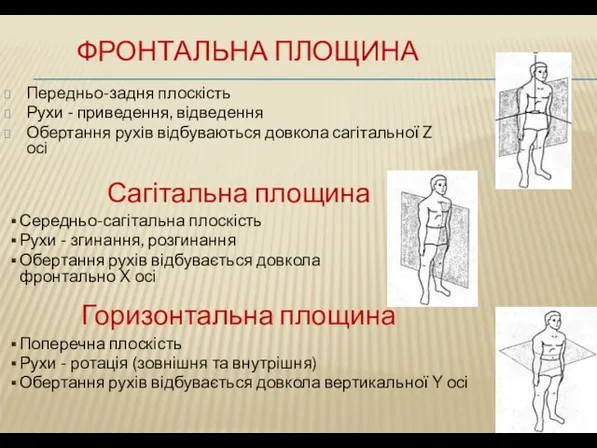 ФРОНТАЛЬНА ПЛОЩИНА Передньо-задня плоскість Рухи - приведення, відведення Обертання рухів